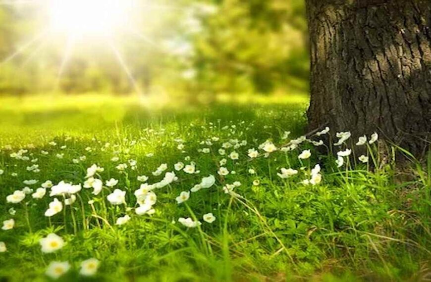 Awareness-of-plant-science