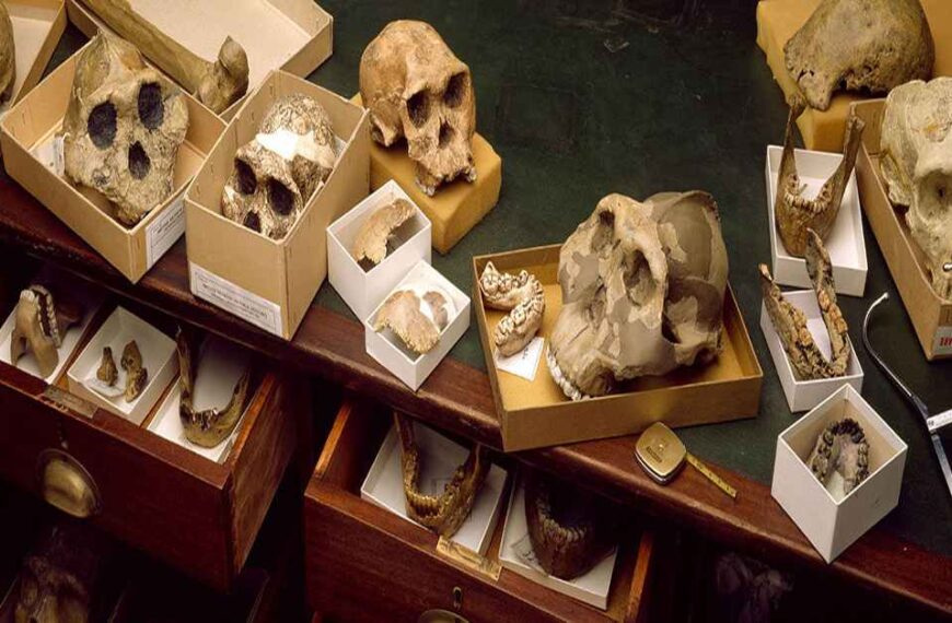 Fossils and ancient DNA paint a vibrant picture of human origins
