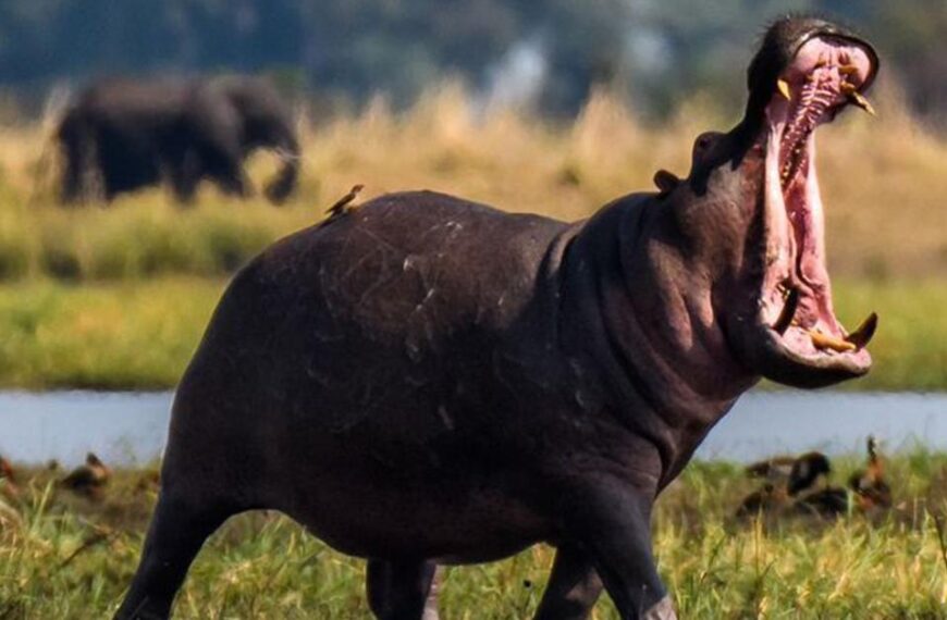 Top 7 incredible things that animals can do