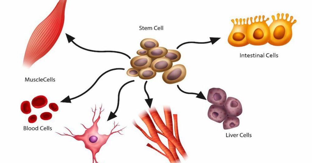 What-are-stem-cells