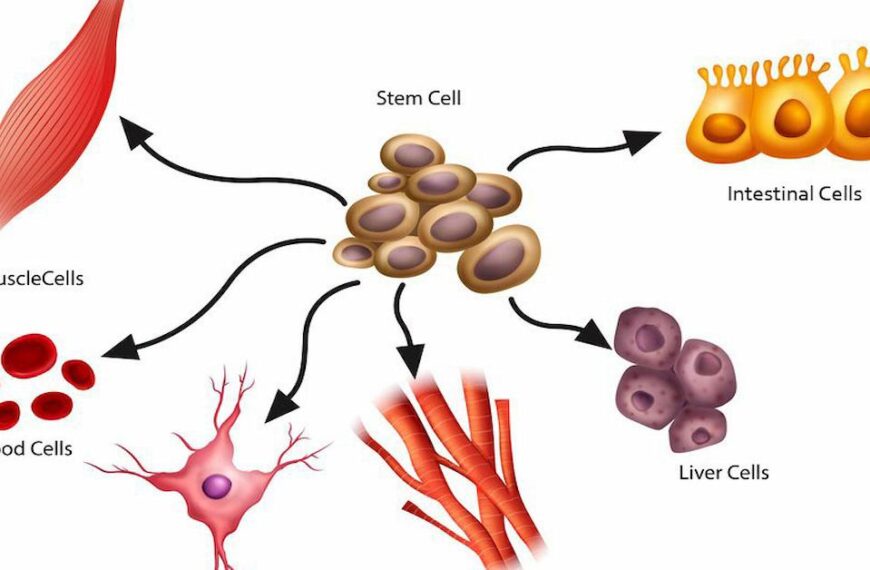 What-are-stem-cells